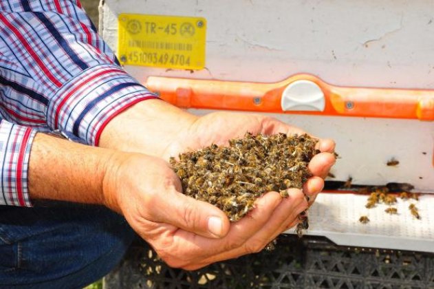 Bilinçsiz ilaçlama Manisa'da bal arılarını vurdu
