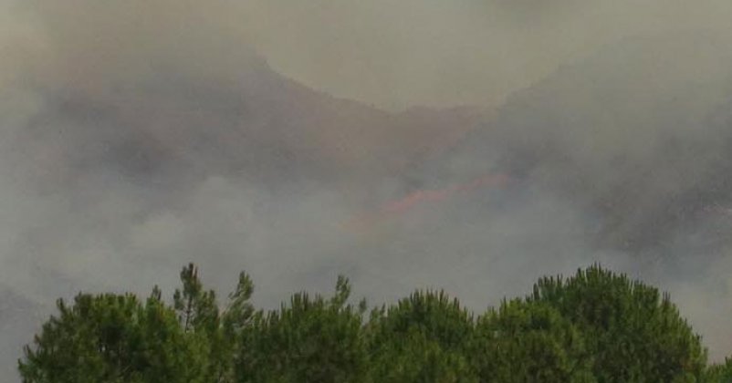 Bodrum'da makilik alanda yangın çıktı