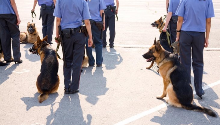 Özel güvenlik görevlilerinin güvenliği sağlarken kullandıkları görev köpekleri ve idarecileri için imtihanı başlıyor 