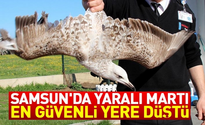 Yaralı Martıya Güvenlik Görevlileri Sahip Çıktı