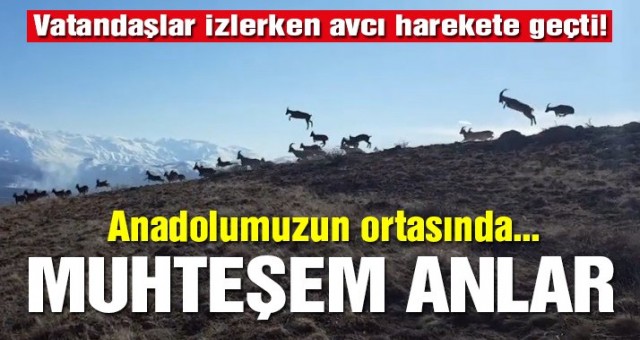 Erzincan'da vaşağın dağ keçisi sürüsüne sald .