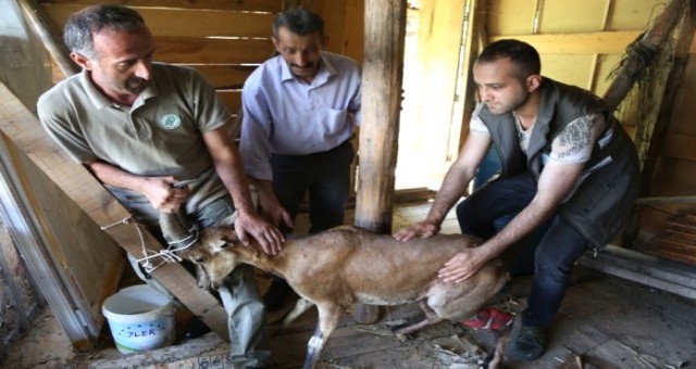 Köpeklerin saldırdığı yaban keçisini özel güvenlik kurtardı