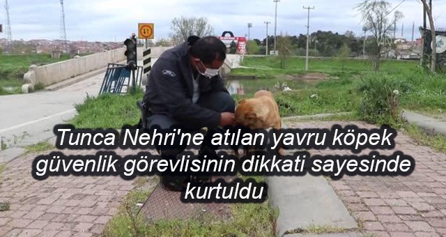 Tunca Nehri'ne atılan yavru köpek güvenlik görevlisinin dikkati sayesinde kurtuldu