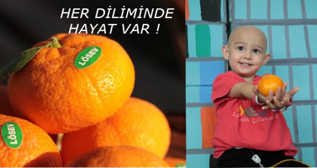 LÖSEV SATSUMA MANDALİNASI SATIŞI BAŞLADI