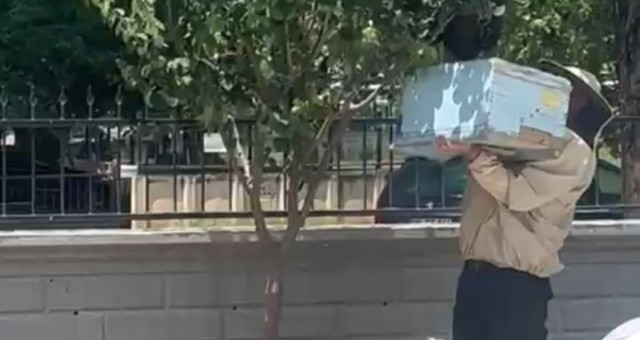 Arıları Kovana Alan Özel Güvenlik Görevlisi